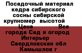 Посадочный материал кедра сибирского (сосны сибирской) крупномер, высотой 3-3.5  › Цена ­ 19 800 - Все города Сад и огород » Интерьер   . Свердловская обл.,Камышлов г.